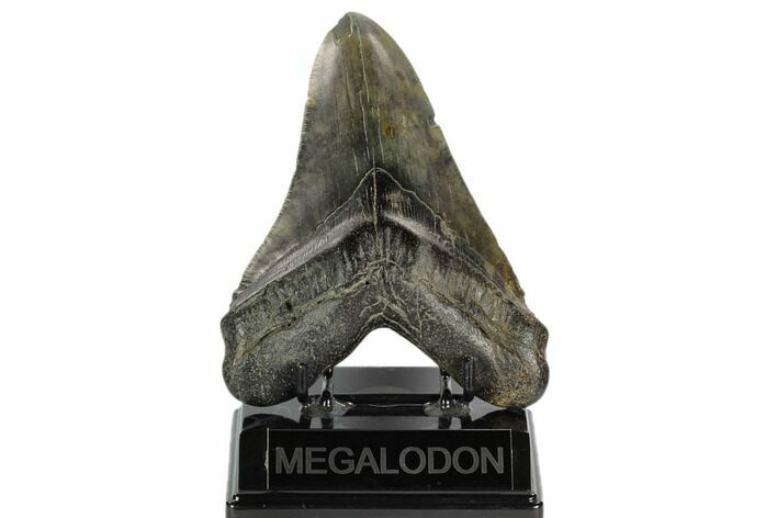 Large, Fossil Megalodon Tooth - South Carolina #120461